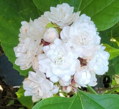 Mysore Malligai or Madras Malli or Chendu Malli Jasmine Plant or Clerodendrum Chinense Plant