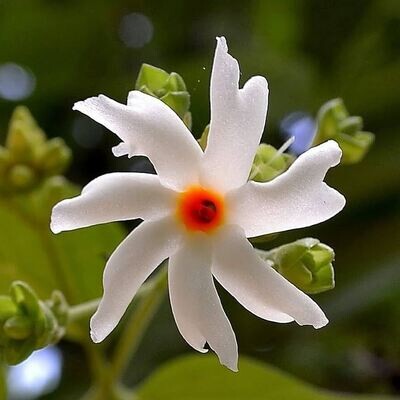 Parijat Harshringar or Night Flowering Jasmine Plant