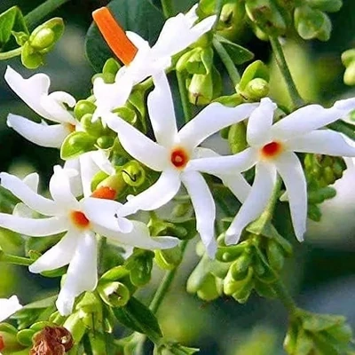 Parijat Harshringar or Night Flowering Jasmine Plant