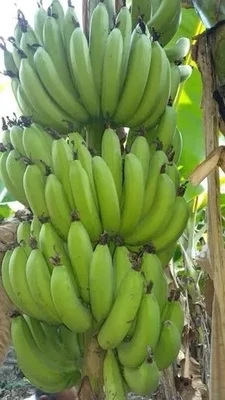 Super Market Big Cavendish Banana Starter Plant