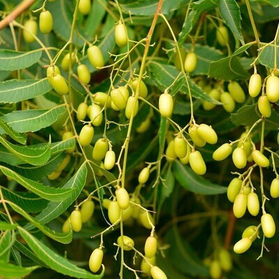 Indian Neem Plant