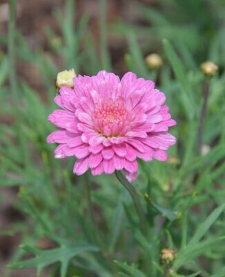 Argyranthemum &#39;Raspberry Ruffles&#39; Marguerite daisy