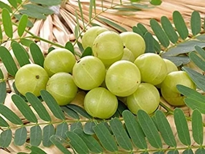 Indian Gooseberry Amla plant
