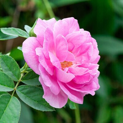 Pink Super Fragrant Paneer Rose Plant