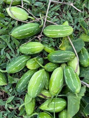 Tindora or Ivy guard Plant produced from cutting.