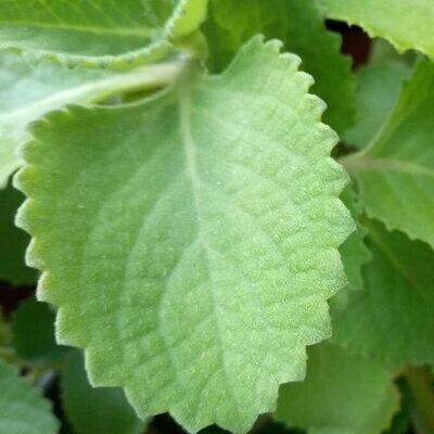 Organic Karpooravalli / Omam or Ajwain Leaf  Plant