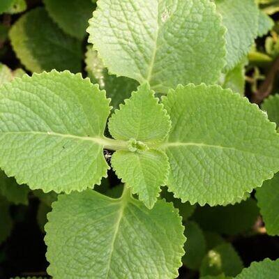 Organic Karpooravalli / Omam or Ajwain Leaf  Plant