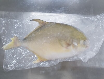 Pomfret