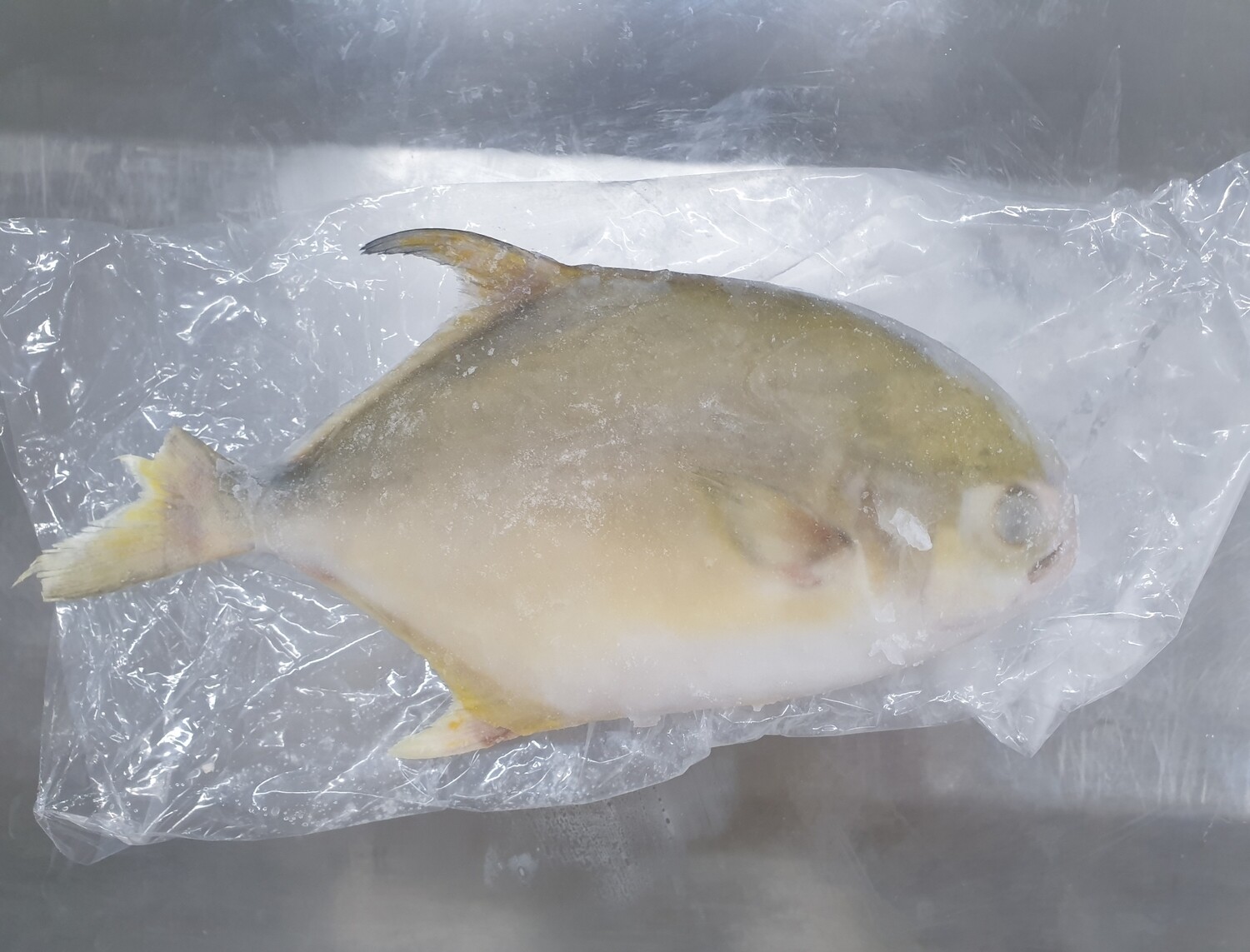 Pomfret
