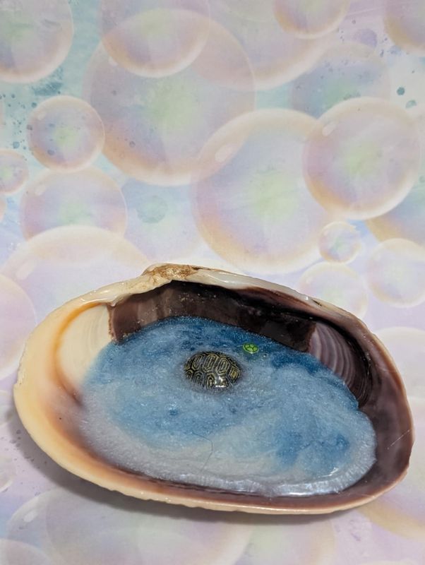 Tort with she shell