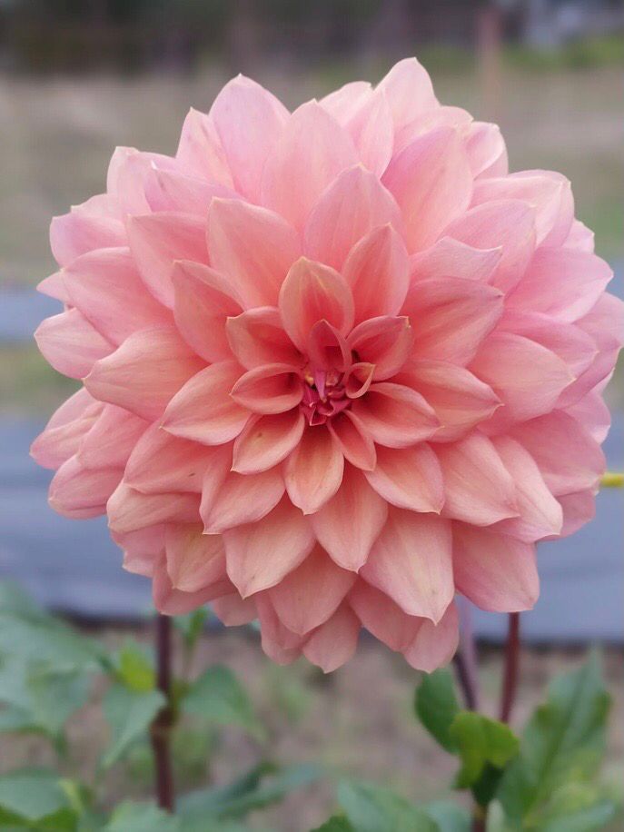 African Peach