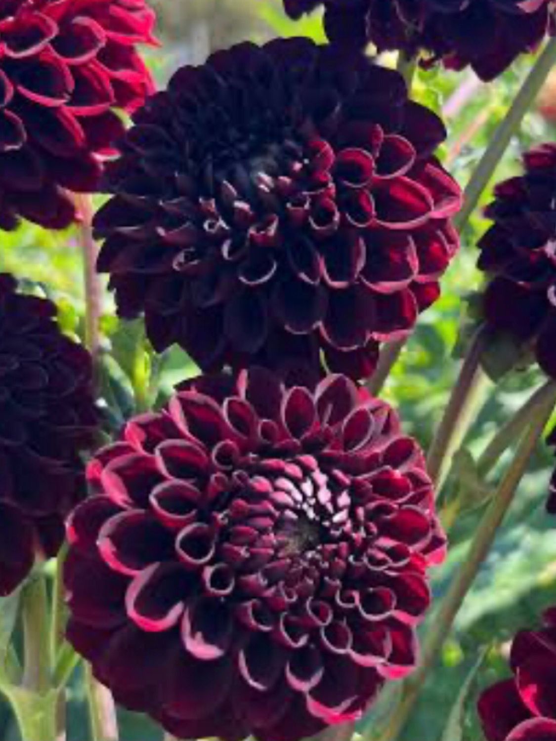 Florelie Midnight