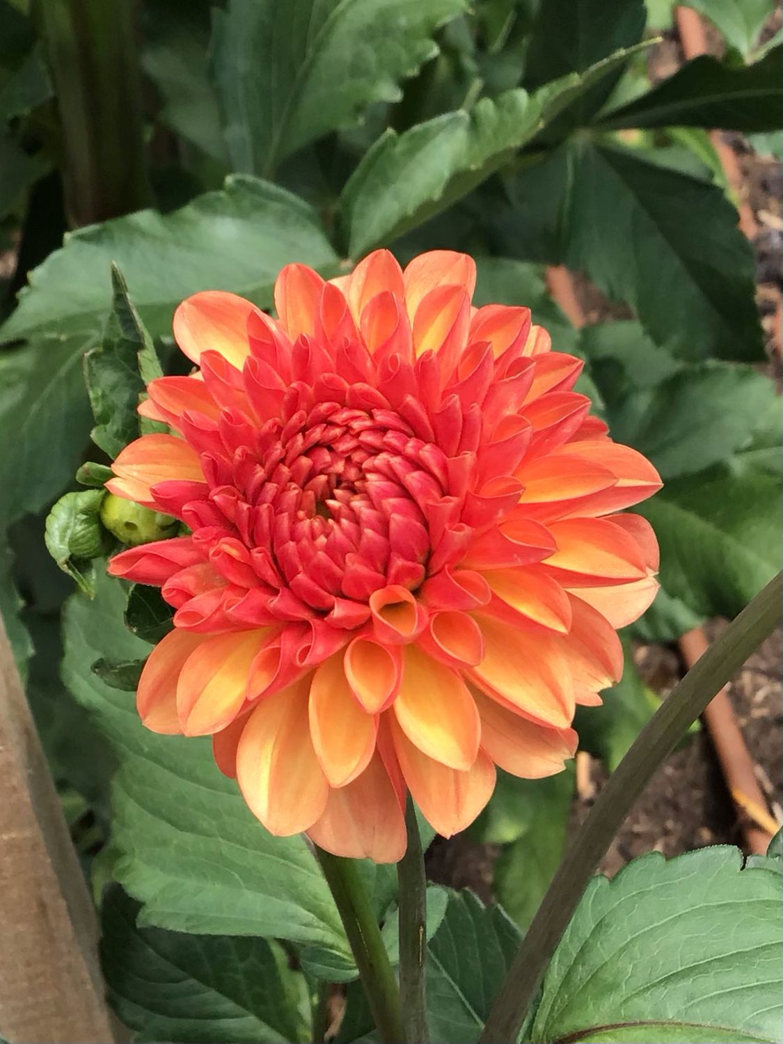 Florelie Angostura