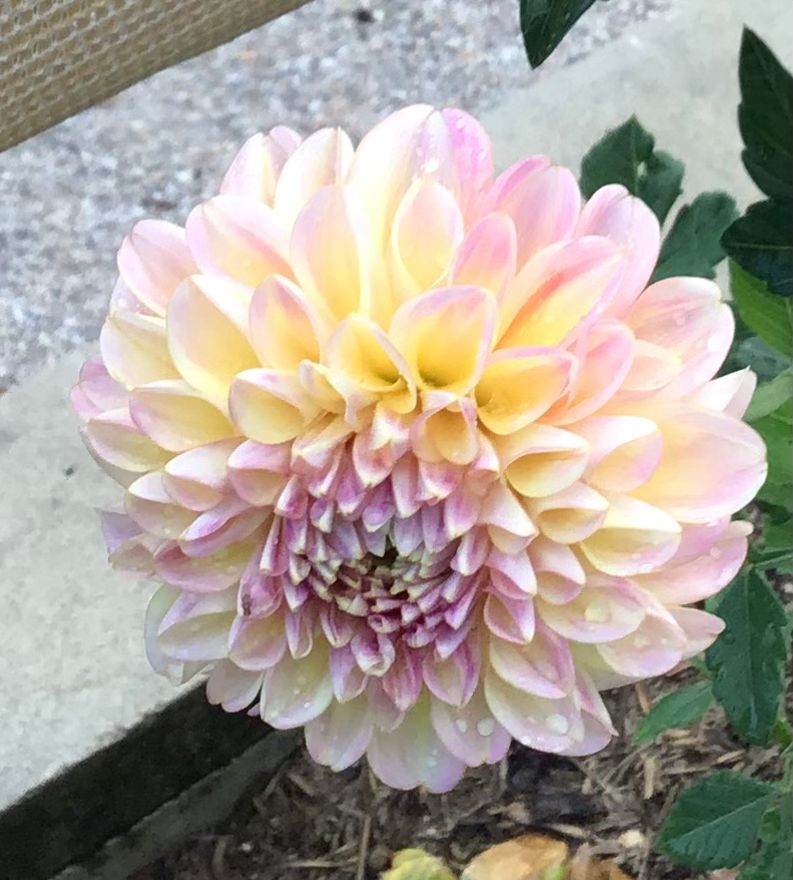 Florelie Harmony