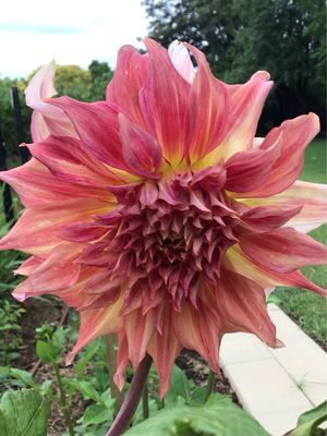 Penhill Watermelon Seeds / free delivery