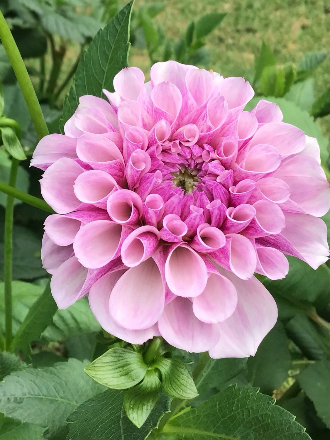 Jeff&#39;s Bloom
