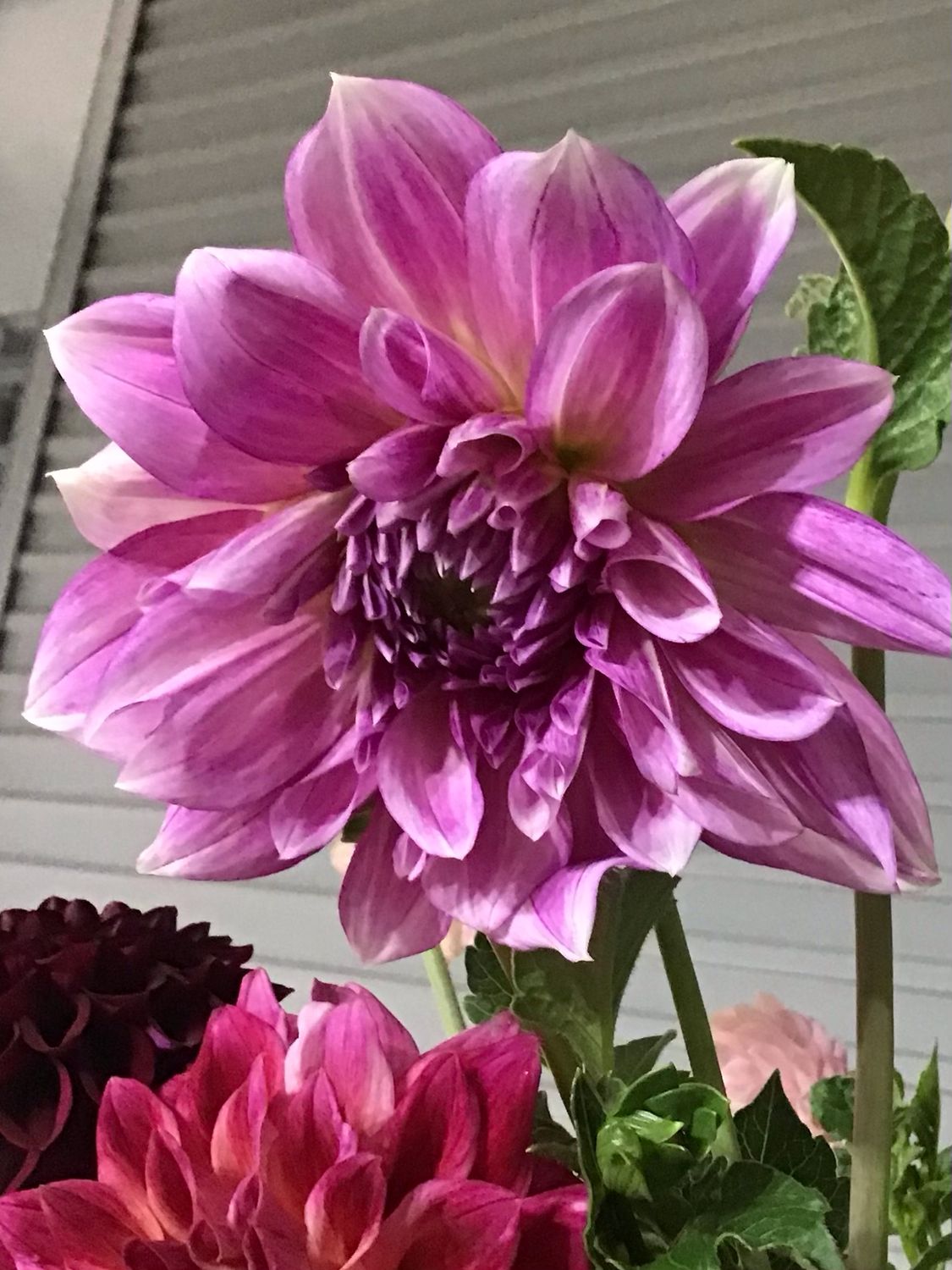Heritage Mauve - medium