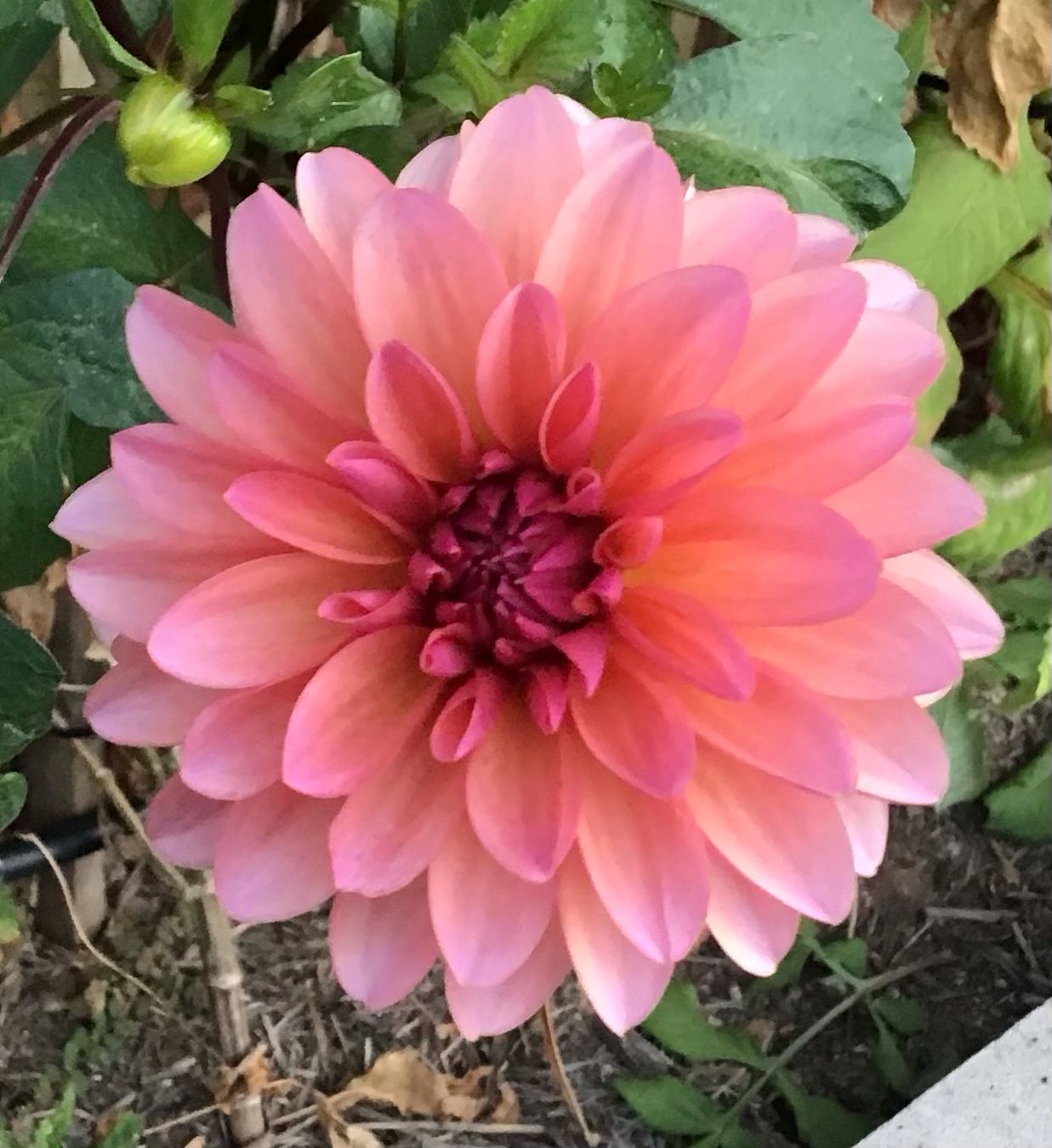 African Peach Seeds / free delivery