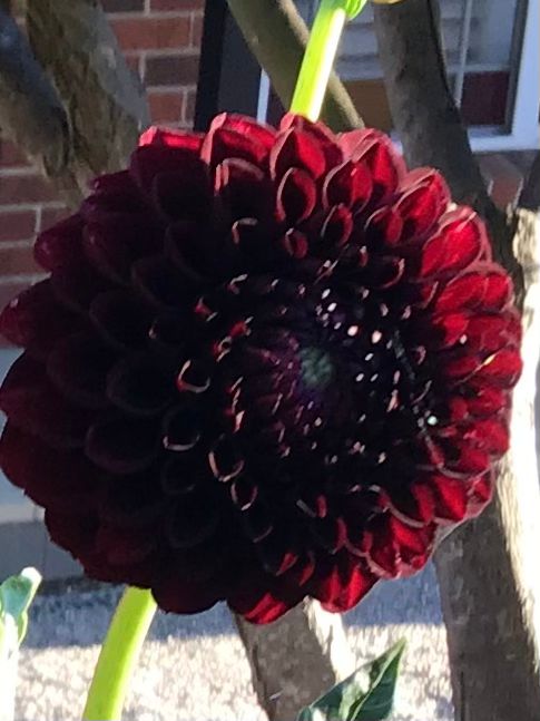 Florelie Midnight