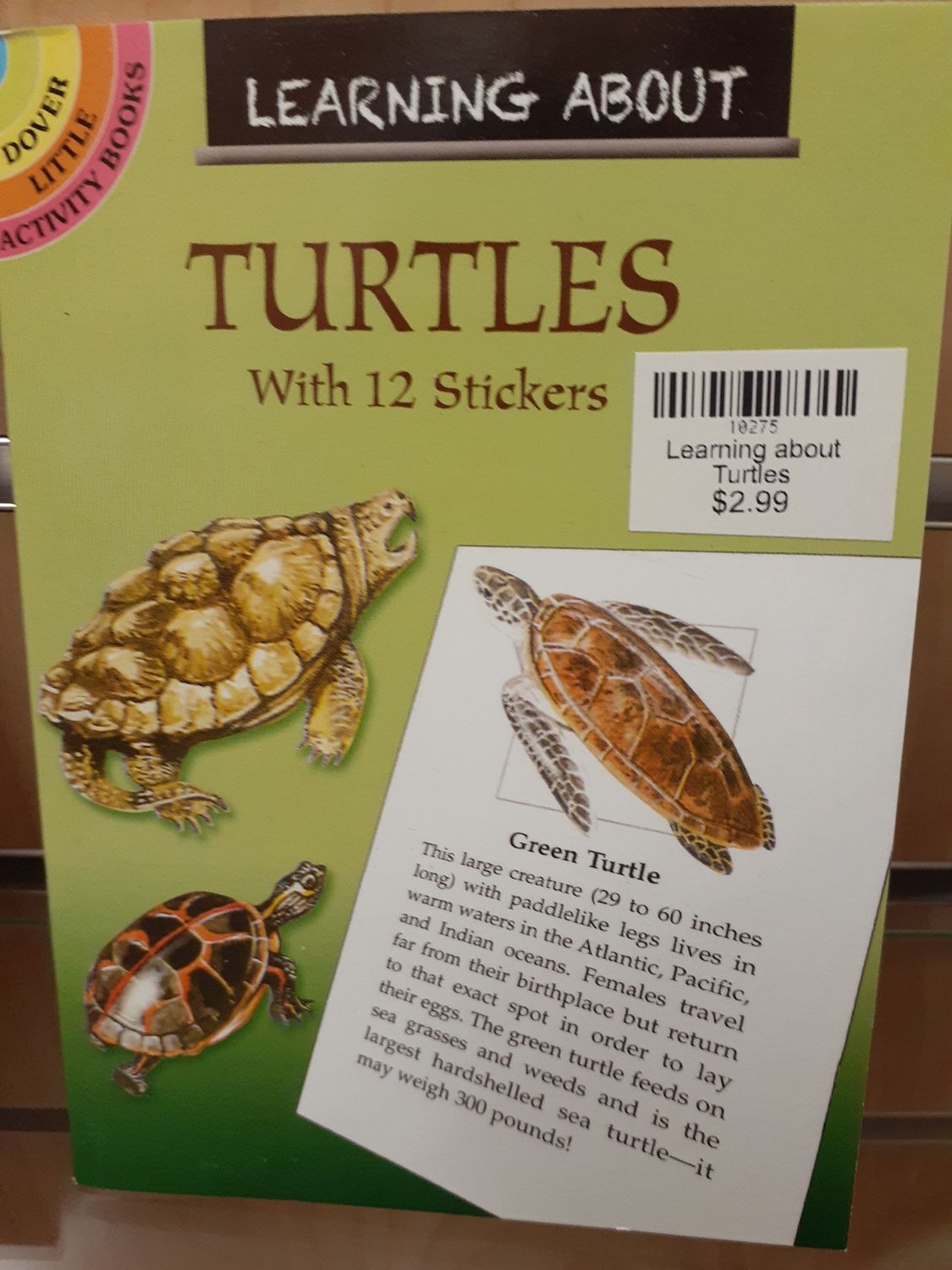 Learning about Turtles