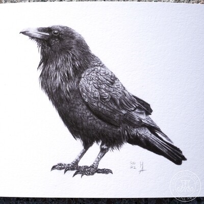 Giclée Print „Rabe“, 20x15 cm