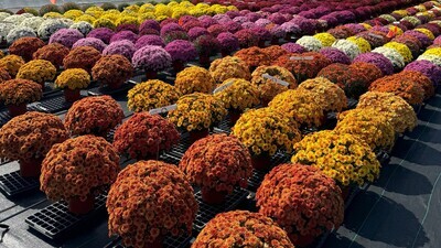 8” Fall Garden Mum-Early, Mid, and late varieties-Belgian and Prophets series-Solid colors &amp; Tri-color-Color Names of Plants are in the Pictures - Size: 10&quot;-12&quot;-18&quot; Other Price. Min. Order 35 Qt