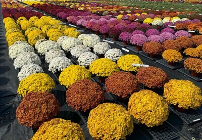 8” Fall Garden Mum-Early, Mid, and late varieties-Belgian and Prophets series-Solid colors &amp; Tri-color-Color Names of Plants are in the Pictures - Size: 10&quot;-12&quot;-18&quot; Other Price. Min. Order 35 Qt