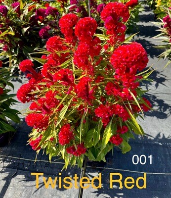 8&quot; Celosias Species: Twister and Firts Flame, Plumosa Floriosa, Cristata, Intensia,  Celiosa/Ornamental Peppers &amp; Others. Min. Order 35 Qt.