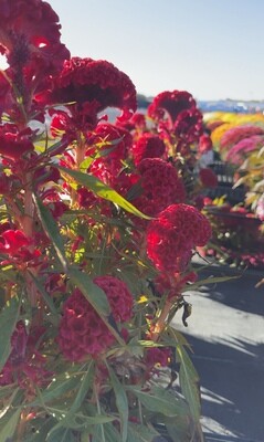 8&quot; Celosias Species: Twister and Firts Flame, Plumosa Floriosa, Cristata, Intensia,  Celiosa/Ornamental Peppers &amp; Others. Min. Order 35 Qt.
