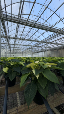 4.5&quot; Poinsettia: Christmas Beauty POINSETTIA in RED, WHITE &amp; PINK, Other Size: 6”-8”-10” Other Prices. + 4.5” CHRISTMAS CACTUS, Other Size: 6”-8” Other Prices. + Amaryllis 6” $8.99 Min. Order 35 Qt.