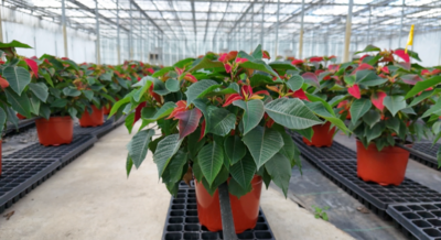 4.5&quot; Poinsettia: Christmas Beauty POINSETTIA in RED, WHITE &amp; PINK, Other Size: 6”-8”-10” Other Prices. + 4.5” CHRISTMAS CACTUS, Other Size: 6”-8” Other Prices. + Amaryllis 6” $8.99 Min. Order 35 Qt.