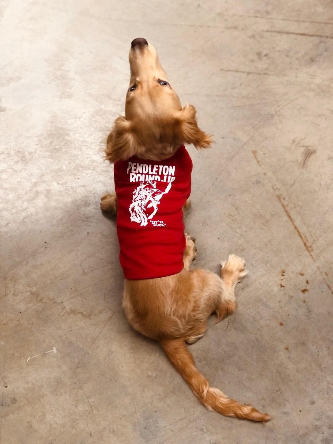 Pendleton Round-Up Doggie Tee