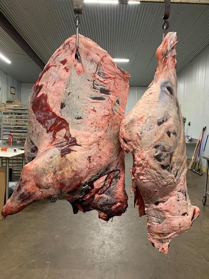 Freshly butchered steer hanging beef – ready for custom processing