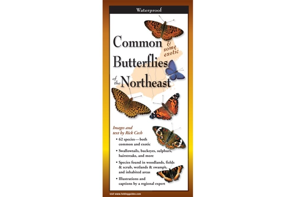 Common Butterflies of the Northeast Guide