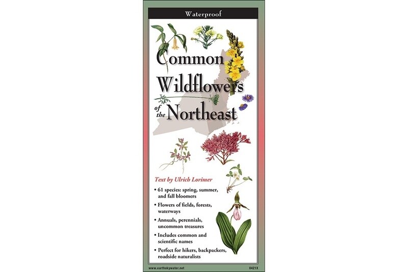 Common Wildflowers of the Northeast