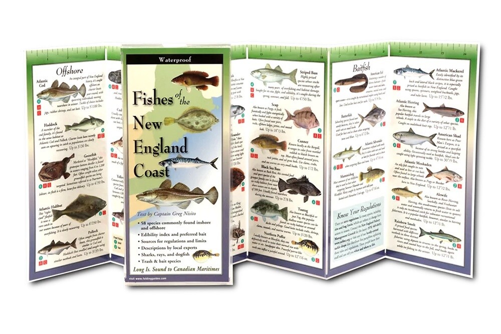 Fishes Northeast Coast