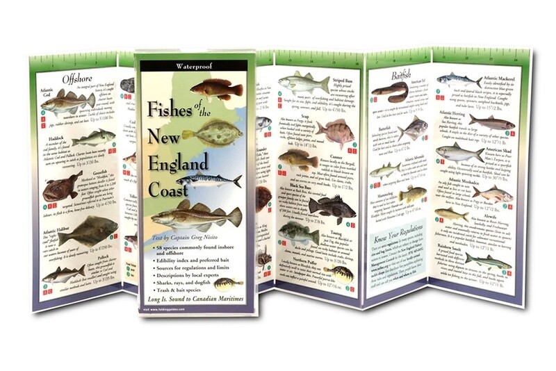 Fishes Northeast Coast