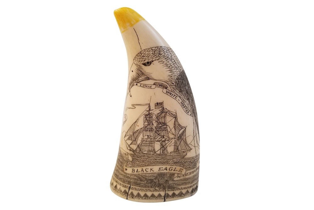 Scrimshaw Tooth, Reproduction Ship Black Eagle