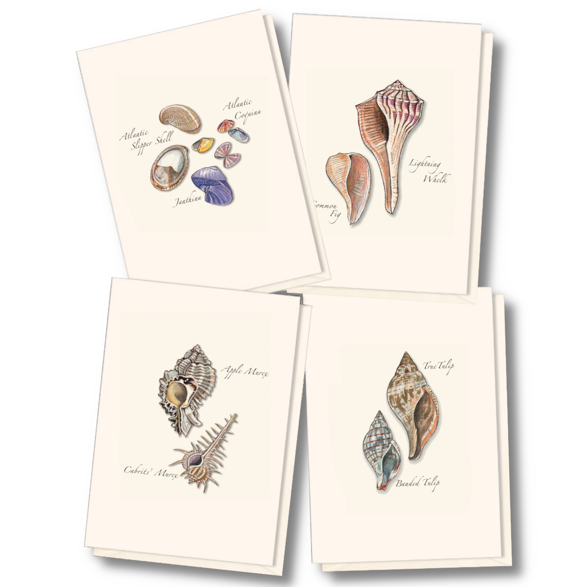 Seashell Assortment Note Cards