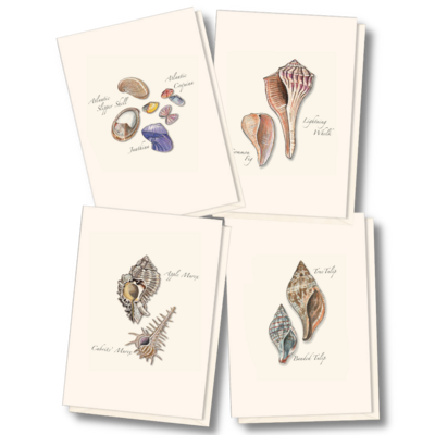 Seashell Assortment Note Cards
