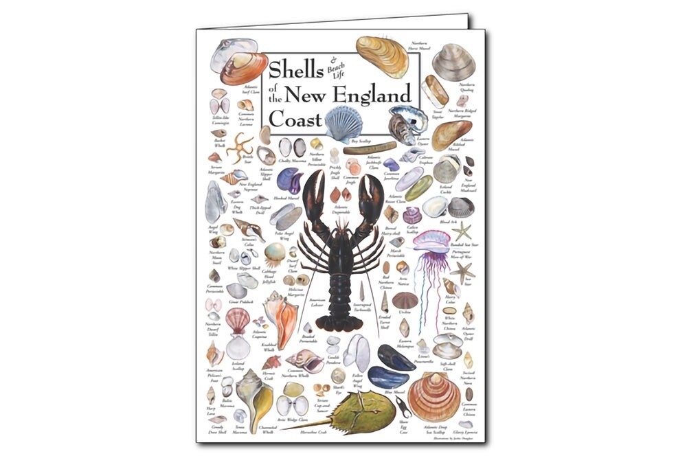 Shells of the New England Coast Note Cards