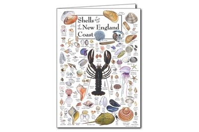 Shells of the New England Coast Note Cards