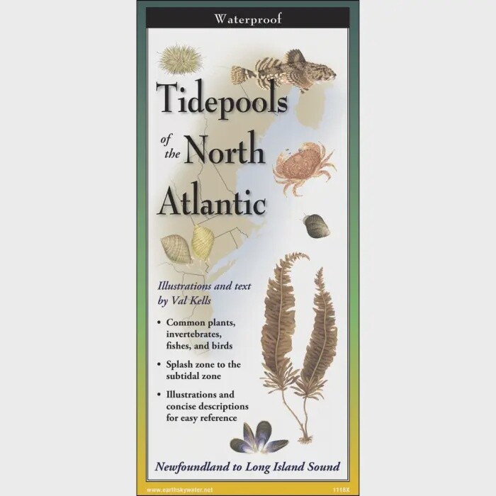 Tidepools of North Atlantic
