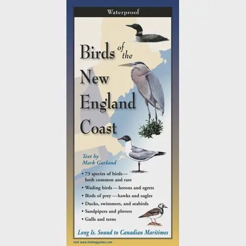 Birds Of New England Guide