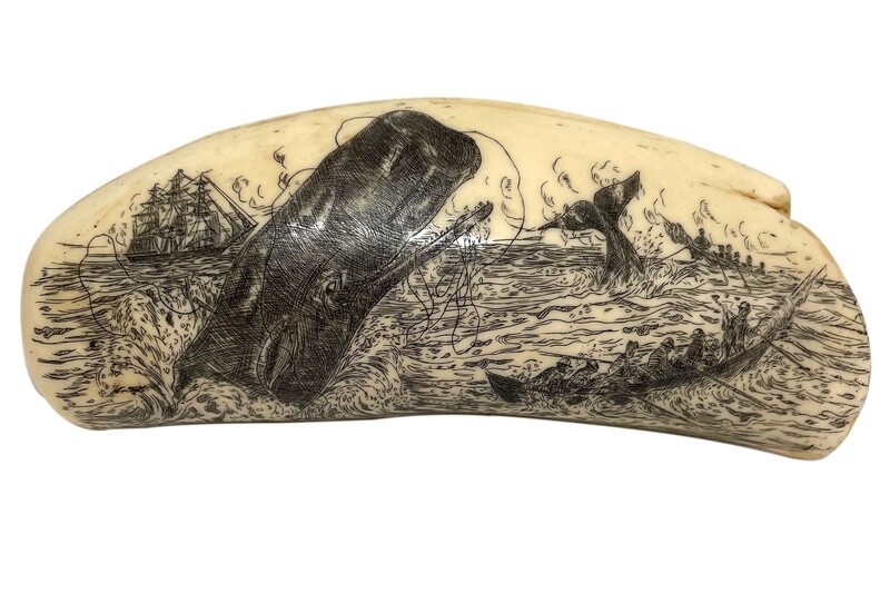 Scrimshaw Tooth, Reproduction Nantucket Sleighride Whaling Scene