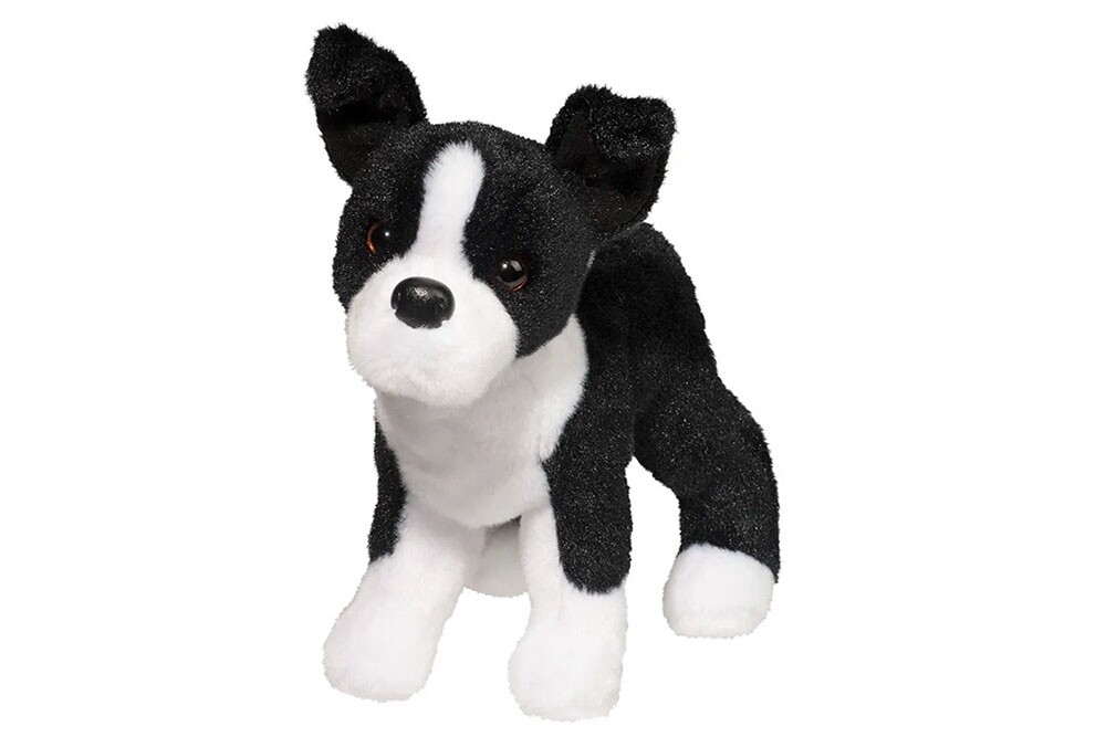 Quincy the Boston Terrier