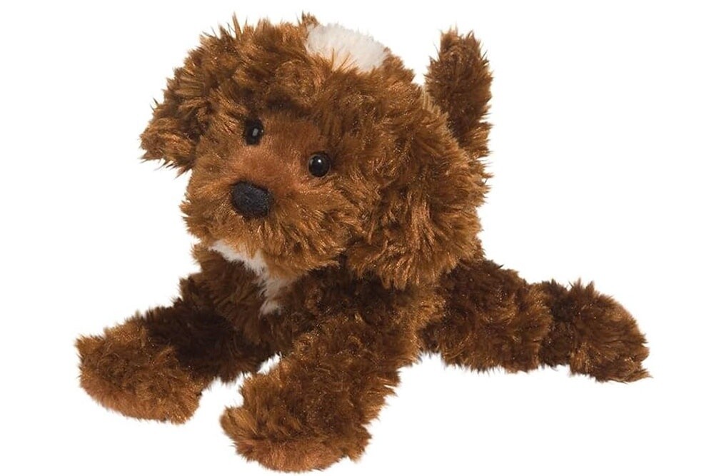 Bosco  Chocolate Labradoodle
