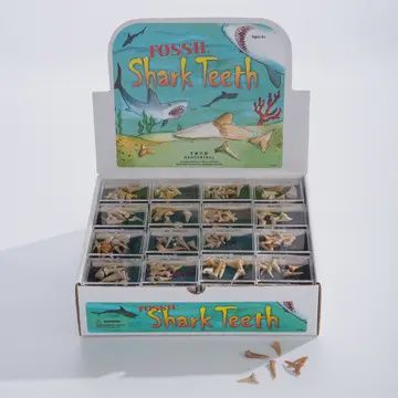 Fossil Shark Teeth