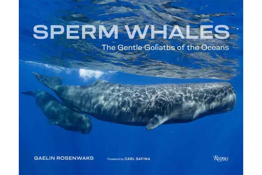 Sperm Whales by Gaelin Rosenwaks and Carl Safina