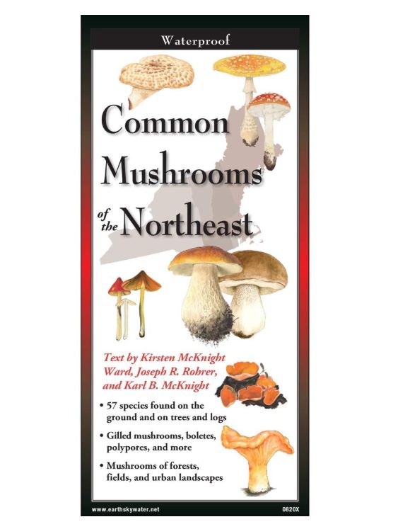 Common Mushrooms of the Northeast